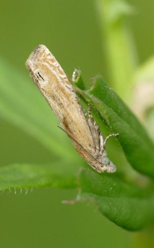 Réf. 231 523 : Eucosma sp.